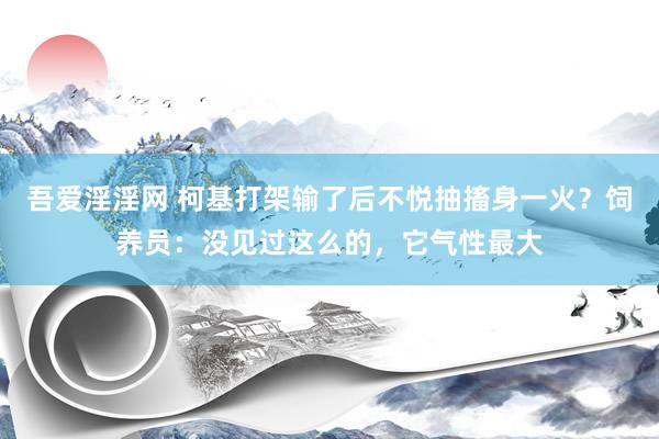 吾爱淫淫网 柯基打架输了后不悦抽搐身一火？饲养员：没见过这么的，它气性最大