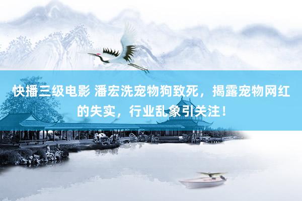 快播三级电影 潘宏洗宠物狗致死，揭露宠物网红的失实，行业乱象引关注！